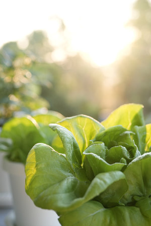 Salad vegetables in pots on the balconyの写真素材