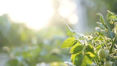 Tomato leaves home growth vegetablesの写真素材