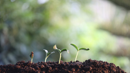 pumpkin sprout growing under sunlight macro close up small plant planting