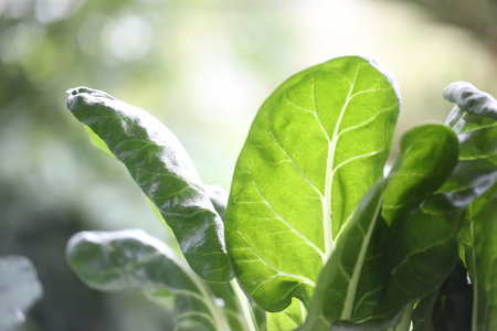 Growing salad leaves Vegetables macro closeup macro home growth vegetables
