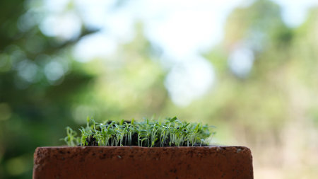 Green amaranth vegetables growing in a pot Microgreen gardening macro closeupの写真素材