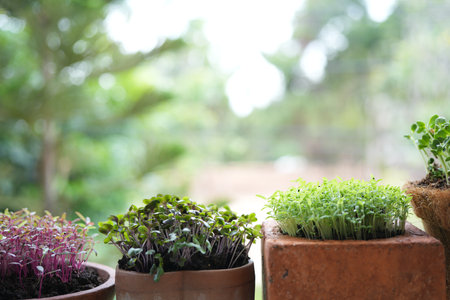 Green amaranth vegetables growing in a pot Microgreen gardening macro closeup