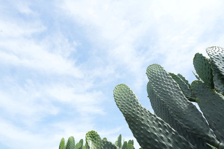 Opuntia Ficus Indica cactus with cloud and sky background