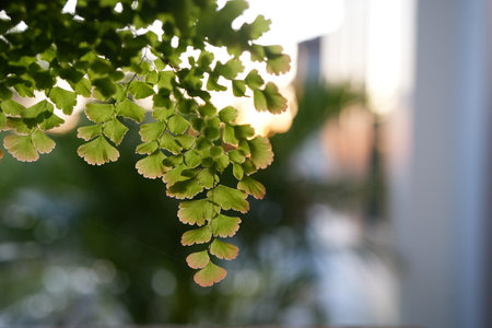 Delta maidenhair fern Adiantum raddianum sprout leaves growingの写真素材