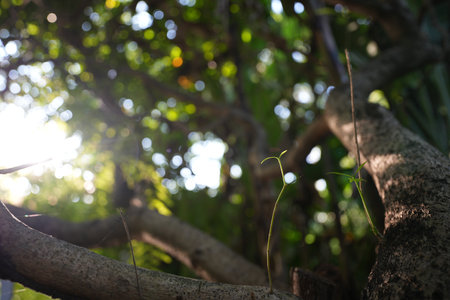 Tree bark closeup with sunlight and bokeh low angle