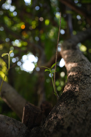 Tree bark closeup with sunlight and bokeh low angle