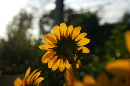 Yellow Sunflower in the garden backside