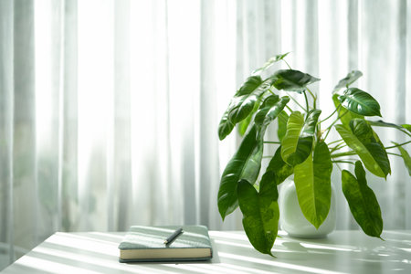 Philodendron Burlemarxii on white table with notebook under sunlight through curtainの写真素材