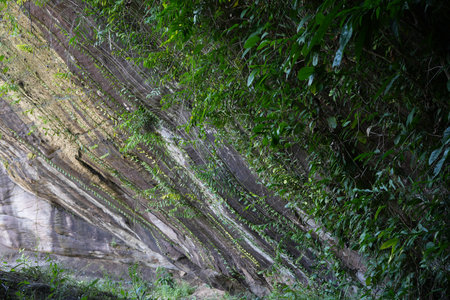 Vine on Stone cliff Namtok Pha Luang Forest Park, Ubonの写真素材