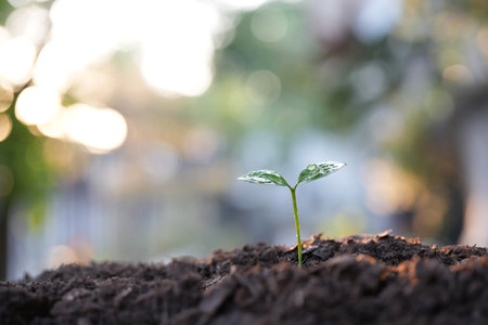 Pumpkin sprout growing macro closeupの写真素材