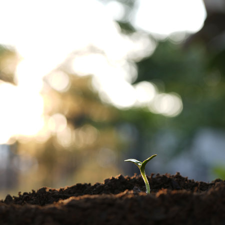 Macro closeup of small growing sprout, backyard home gardenの写真素材