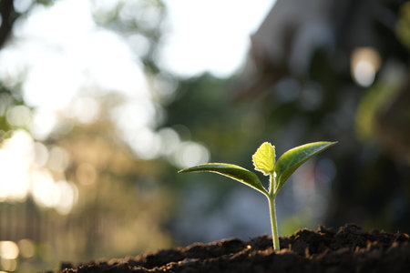 small growing pumpkin sprout, backyard home gardenの写真素材