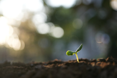 Small sprout growing macro closeupの写真素材