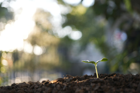 Small growing plant macro closeupの写真素材