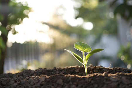 Small growing plant vegetable growingの写真素材