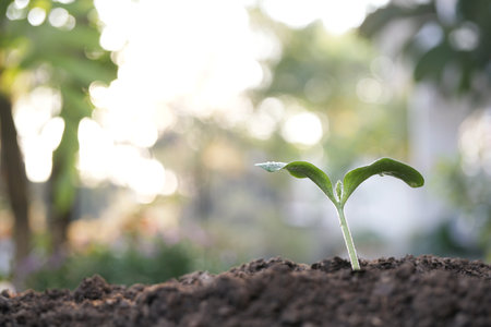 small plant sapling growing tree sprout closeupの写真素材