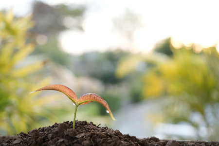 Syzygium gratum tree sprout growingの写真素材