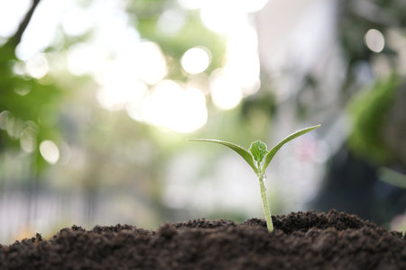 Pumpkin sprout growing, home gardeningの写真素材