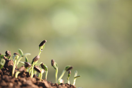 Macro of small vegetable sprouts growing upの写真素材