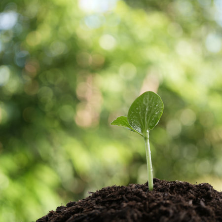 growing Pumpkin sprouts leaves texture closeupの写真素材