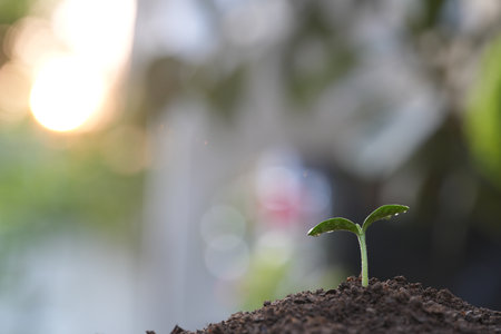 Macro closeup of small growing sprout with bokeh backgroundの写真素材
