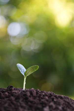 Small green sprout growing with bokeh light backgroundの写真素材