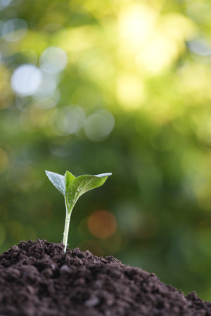 Macro closeup of pumpkin sprout growingの写真素材