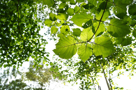 lush green Tree leaves texture, low angle, worm eyes view