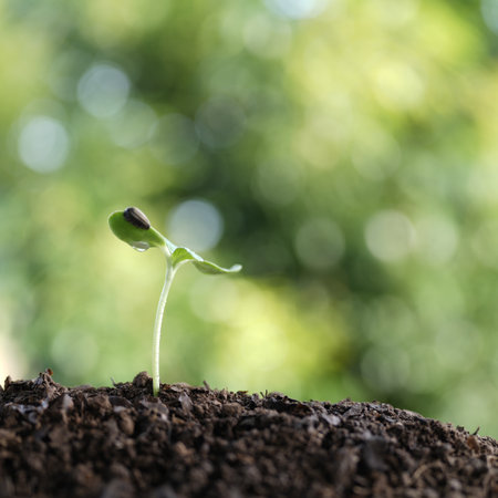 Early growth of sunflower shoots captured in detail