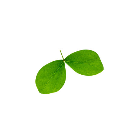 Macro closeup of isolated leaf. It's native to the Caribbean and northern South America