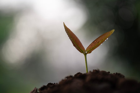 Syzygium gratum, java apple tree sprout growing with dark atmospheric background