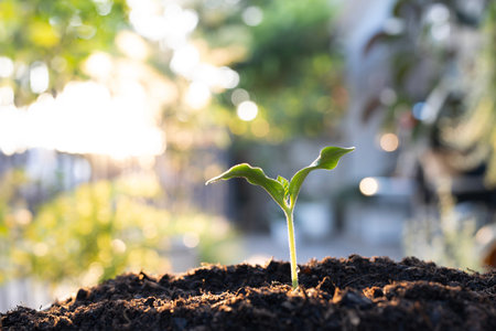 Macro closeup of pumpkin sprout seeding, organic home backyard gardeningの写真素材