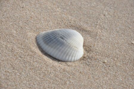 shellの写真素材