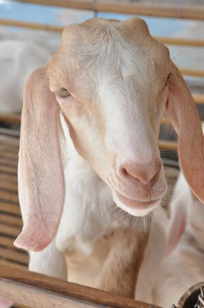 goatの写真素材