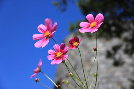 Flower at Koreaの写真素材