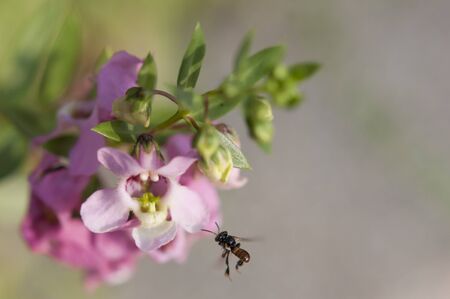 bee flowerの写真素材