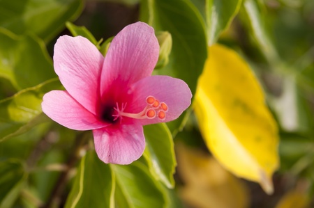 carpelの写真素材