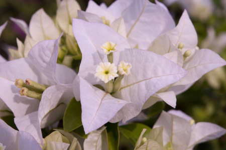 pink flowerの写真素材