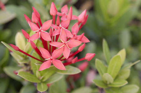 Ixoraの写真素材