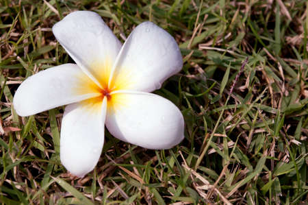 Plumeriaの写真素材