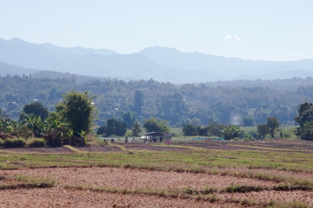 farmer in the paddyの写真素材