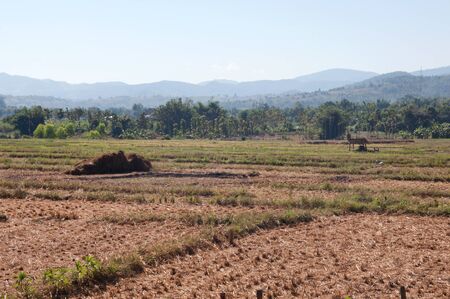 rice is harvestedの写真素材