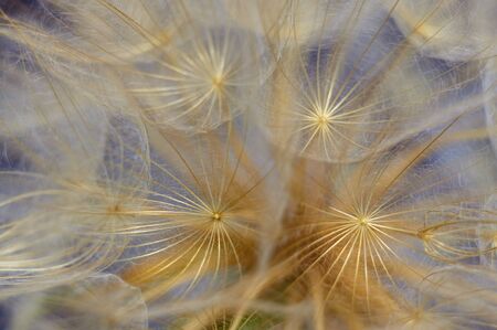 dandelionの写真素材