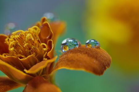 drops on the flower