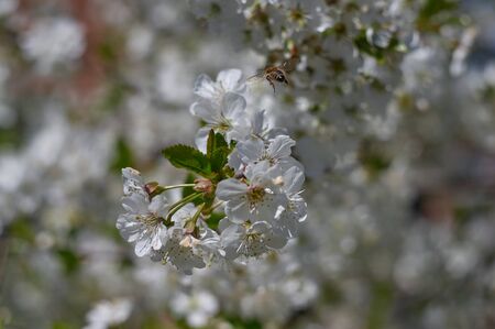 spring flowersの写真素材