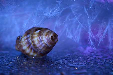 shell whith water dropsの写真素材