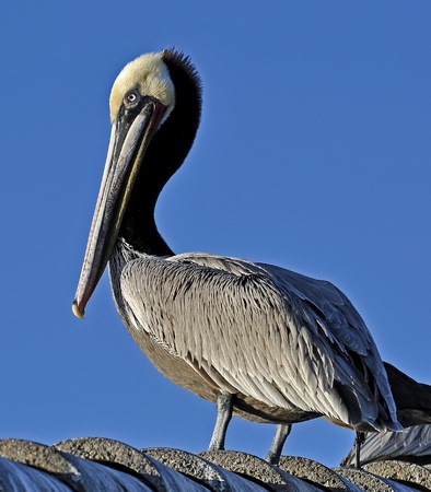 A California Brown Pelican (Pelecanus Occidentalis)の写真素材