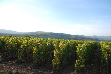 Spencer Tunick Installation Macon France October 3, 2009のeditorial素材