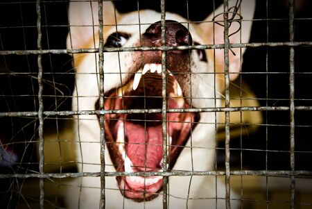 Fierce dog trying to break the cageのeditorial素材