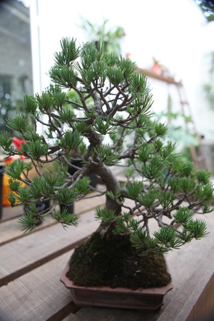 bonzai tree in the gardenの写真素材